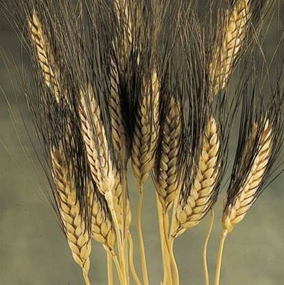 VibeX Wheatgrass Seeds Seed