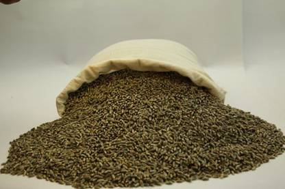 VibeX Wheat Seeds Seed