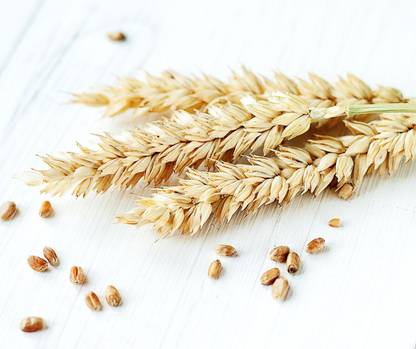 VibeX WHEAT Seed