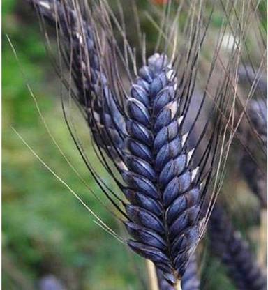 VibeX Black Wheatgrass Seed Seed