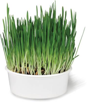 VibeX Wheatgrass Seed