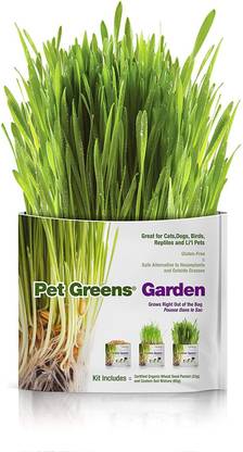 VibeX Wheatgrass Seed