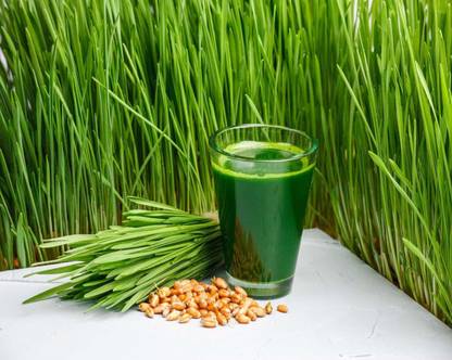 VibeX Wheat Seeds Seed