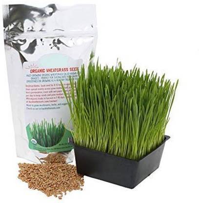 VibeX Wheatgrass Seed