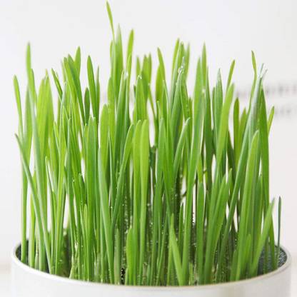 VibeX Wheat Grass Seed Seed