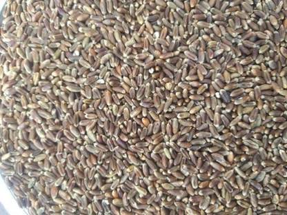 VibeX Wheatgrass Seed