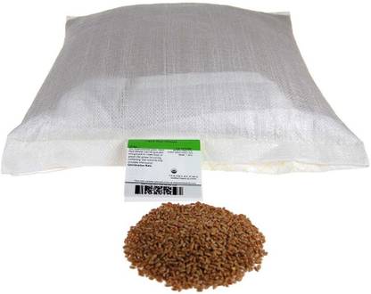 VibeX Wheat Seeds Seed