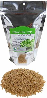 VibeX Wheatgrass Seed