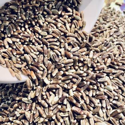 VibeX Wheatgrass Seed
