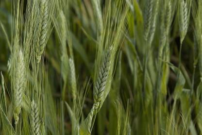 VibeX Wheatgrass Seed