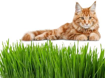 VibeX Wheatgrass Seed