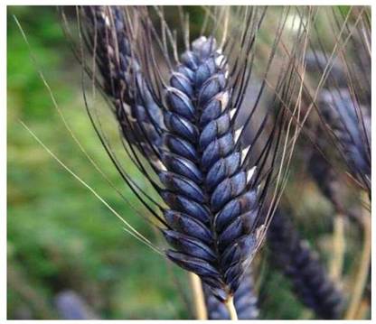 VibeX Wheat-Kala Gehun Seed Seed
