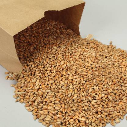 WILLVINE Wheatgrass, Viable Seed Seed