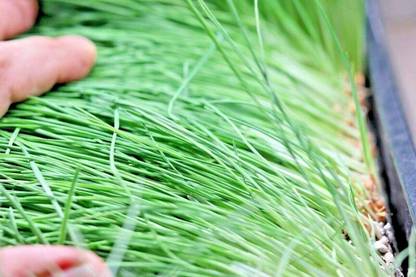 VibeX Wheatgrass Prairie Grass Clumping Perennial Seed