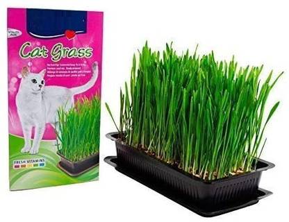 VibeX Cat Grass Grow Kits - Just Add Water Seed