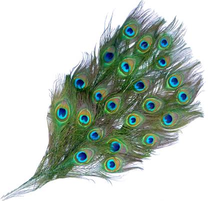 Peacock master Pack of 5 Decorative Feathers