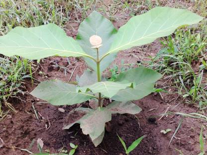 tissue culture plant Sheesum Plant