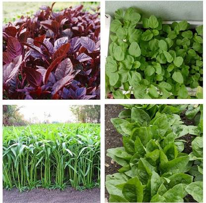 KUSH Red Amaranth Spinach Seeds, Green Amaranth Spinach Seeds, Water Spinach Seeds, Spinach Seeds Seed