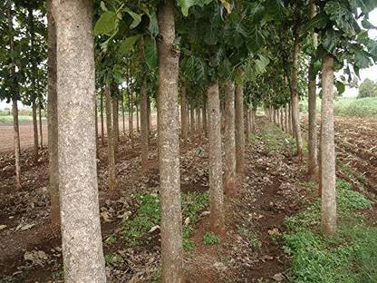 V Seed Sagvan Teak Wood Seed