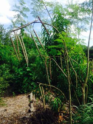 LYRS Moringa Drumstick Flower Tree Seed Seed