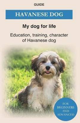 Havanese Dog