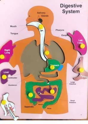 Urban Infotech Human Internal Body Organs Wooden Puzzle Anatomy Learning & Teaching Aid Human Digestive System/Body Organs Educational Toy for Kids & Teachers(Age 5+) (Digestive System)
