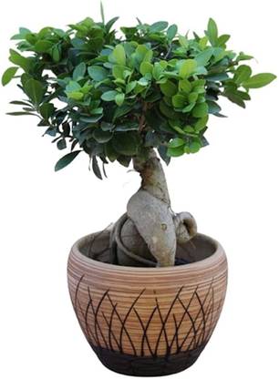 Pots & Plants Ficus Bonsai Plant