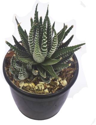 Click to purchase Howarthia Zebra Plant