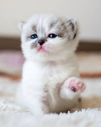 Adorable Cat Poster, Cute kittens poster, cat poster, funny cat poster, sweet kittens poster, adorable kittens print-18 Fine Art Print