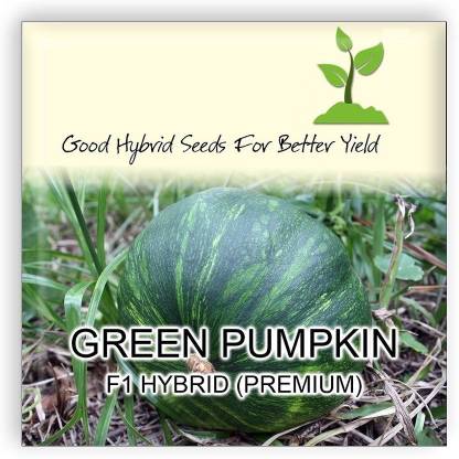 VibeX Pumpkin Seed
