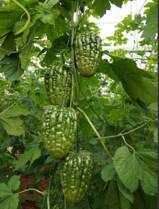 VibeX Bitter Gourd Seed
