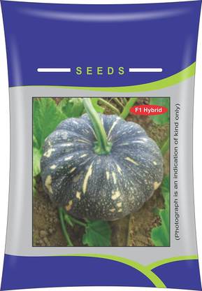 VibeX Pumpkin Seed