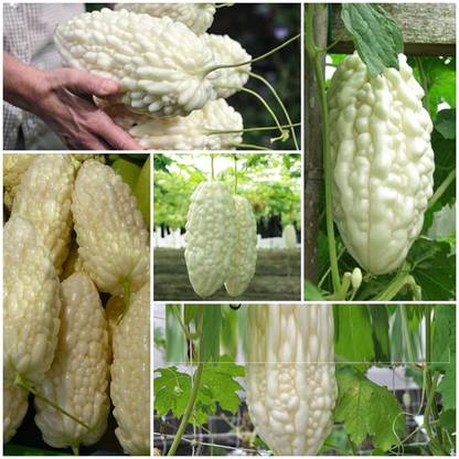 VibeX Bitter Gourd Seed