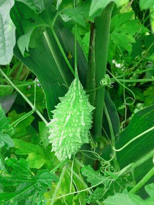 VibeX Bitter Gourd Seed