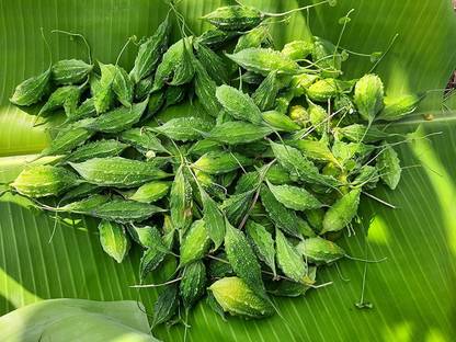 VibeX Bitter Gourd Seed