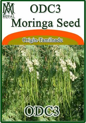 ActrovaX Moringa - Origin Indian, Tamilnadu [100gm Seeds] Seed