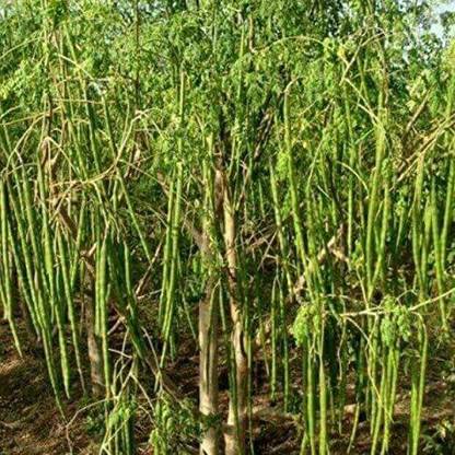 VibeX Moringa Seed