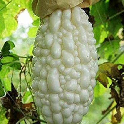 VibeX Bitter Gourd Seed