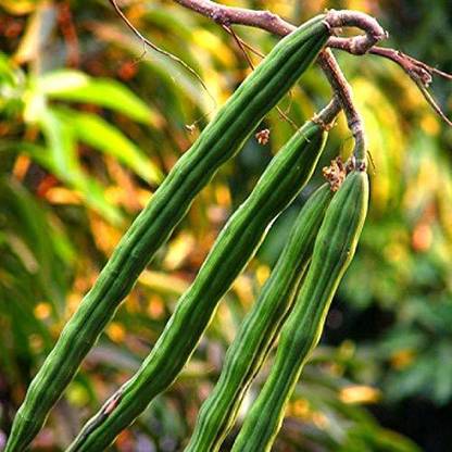 ActrovaX Drumstick Tree (Senjana, Moringa Oleifera) [50 Seeds] Seed