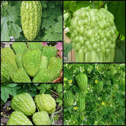 VibeX Bitter Gourd Seed