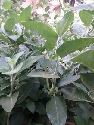 V Seed ashwagandha seed Seed