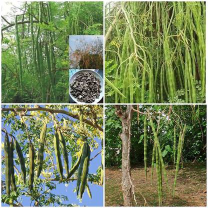 ActrovaX Hybrid Drumstick Moringa Oleifera Short Dwarf Variety [200 Seeds] Seed