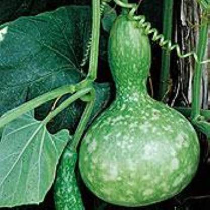 VibeX Hybrid Bird Nest Bottle Gourd F1-(200 Gms, 1000 Seeds) Seed