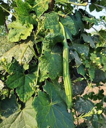 VibeX Ridge-Sponge-Gourd Seed