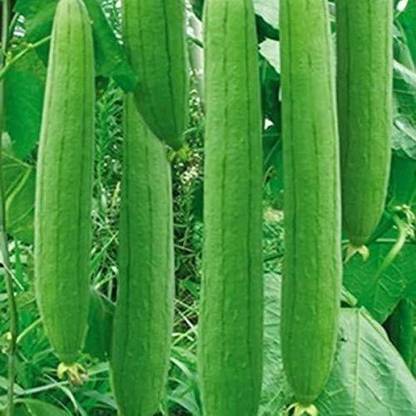 VibeX Ridge-Sponge-Gourd Seed
