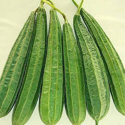 VibeX Ridge-Sponge-Gourd Seed