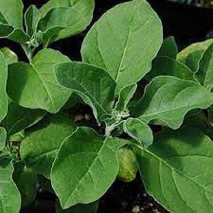 Sjeme Ashwaganda Seed