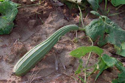 VibeX Beerakaya/Ridge Gourd Seed[250 Gms, 1250 Seeds] Seed