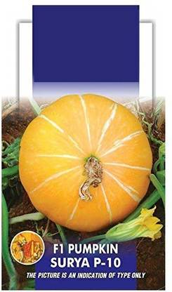 VibeX Pumpkin Seed