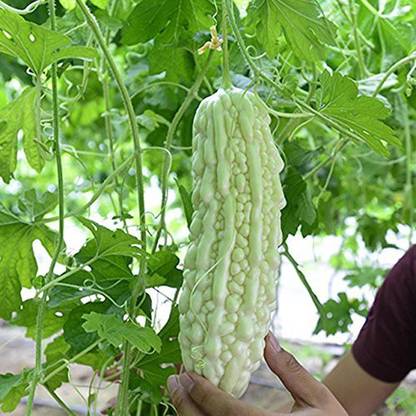 VibeX Bitter Gourd Seed